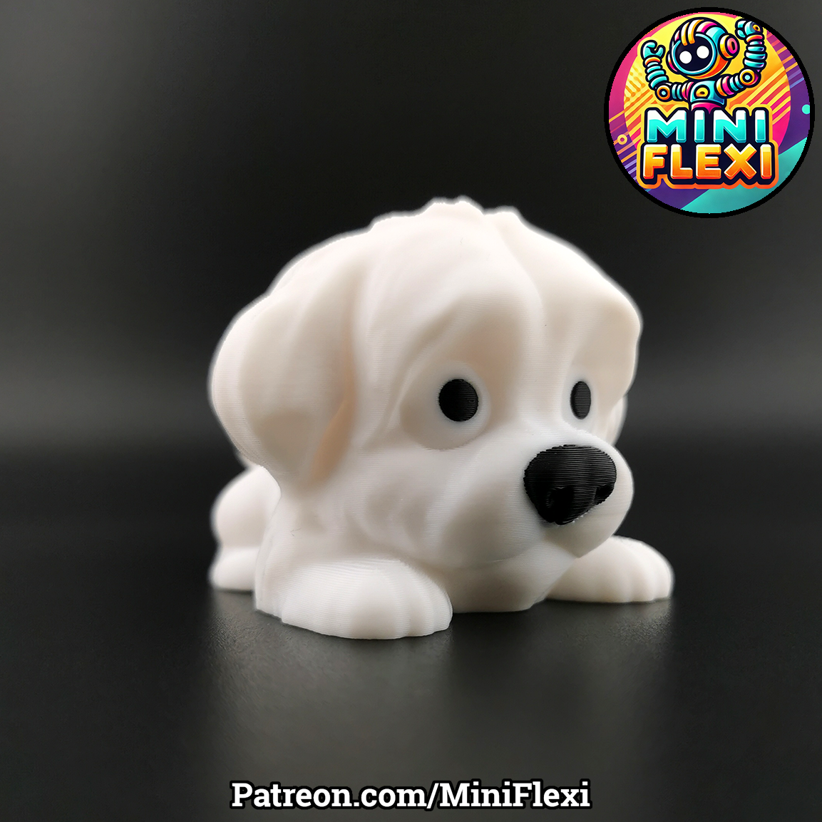 Maltese Picture 4